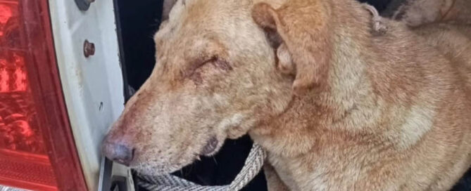 ELDORADO: Detienen a tres hombres con perros desnutridos presuntamente usados para caza furtiva