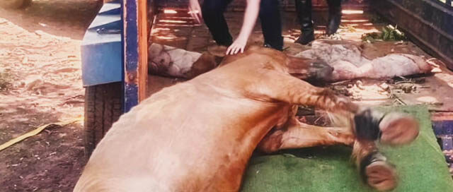 POSADAS: Operativo policial rescató a un caballo que colapsó por agotamiento