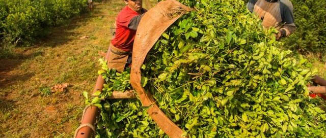 La yerba mate sigue en crisis y se mantiene en rojo en el semáforo de Coninagro
